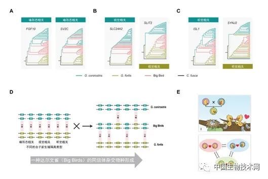 分子植物|《分子植物》2月封面：相爱没有那么容易——科学家揭示杂交物种形成新机制