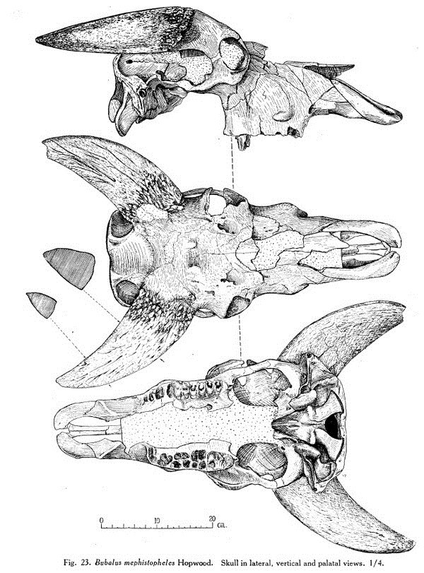国家宝藏竟然来自灭绝的古代水牛