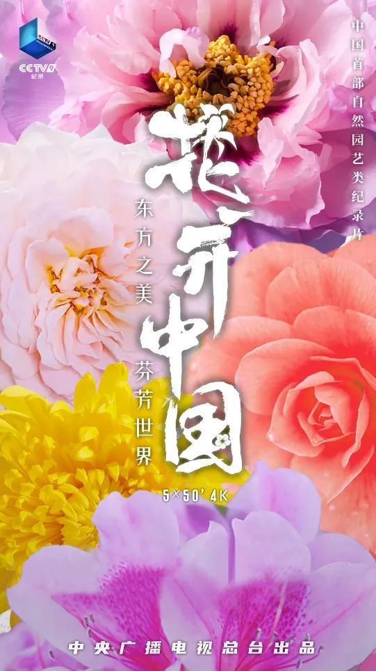 菊花文化与中国文化的相辅相成 20：00【花开中国 4】_腾讯新闻