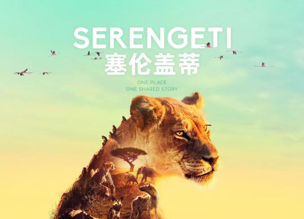 兀鹫视角下各动物家族的跌宕命运1700塞伦盖蒂1