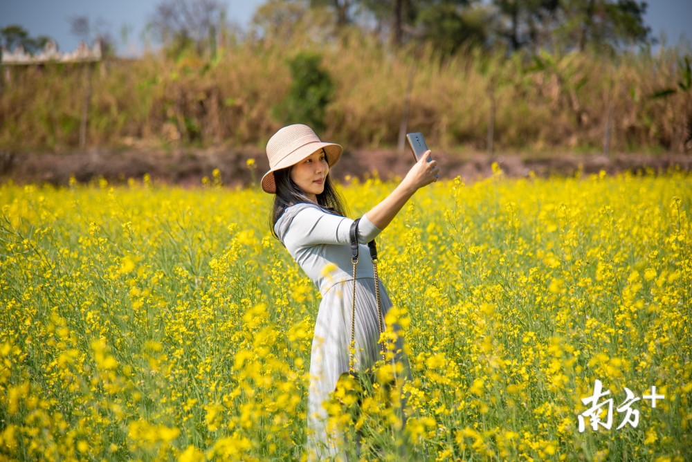 南方拍客 太美啦 广东这些地方花已盛开 腾讯新闻