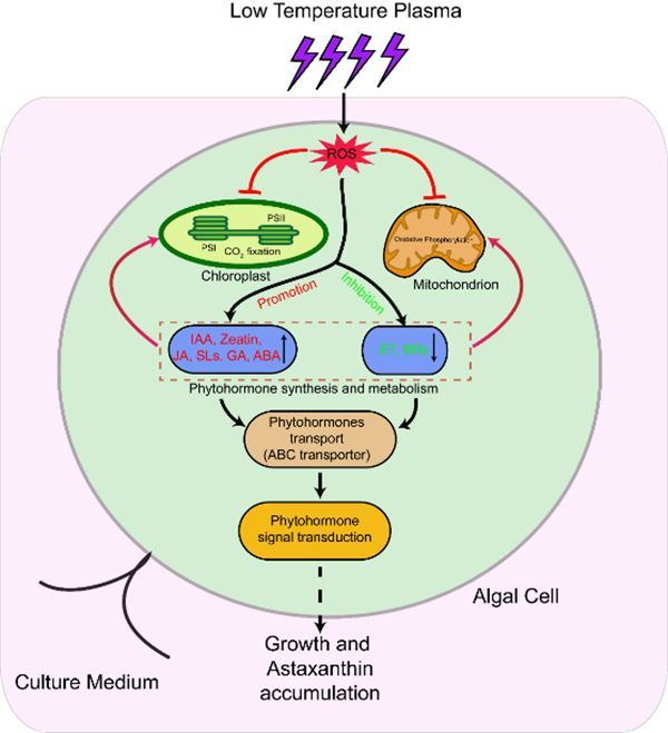 科学家利用低温等离子体刺激雨生红球藻生长和虾青素积累 腾讯新闻