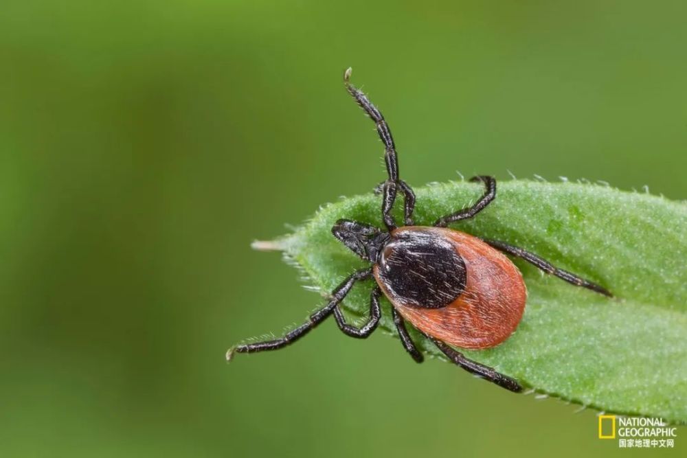 蜱虫|被这种虫子咬一口，这辈子就甭想吃肉了