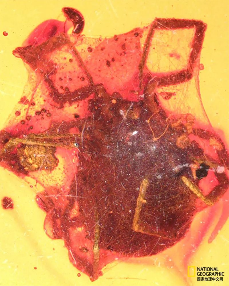 蜱虫|被这种虫子咬一口，这辈子就甭想吃肉了