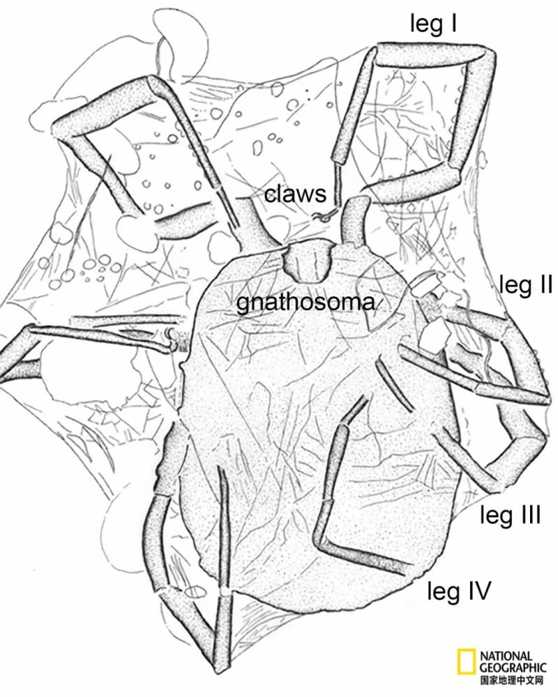 蜱虫|被这种虫子咬一口，这辈子就甭想吃肉了