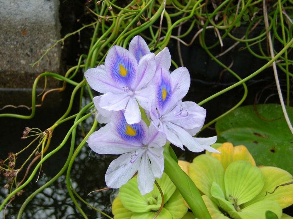 凤眼蓝|水葫芦入侵全球，在中国堵航道闷死鱼类，吃货都夯不退了