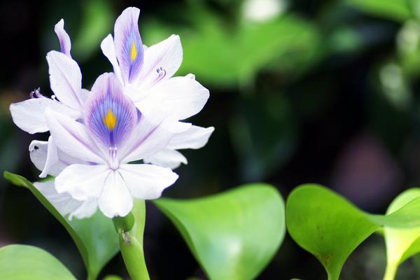 凤眼蓝|水葫芦入侵全球，在中国堵航道闷死鱼类，吃货都夯不退了