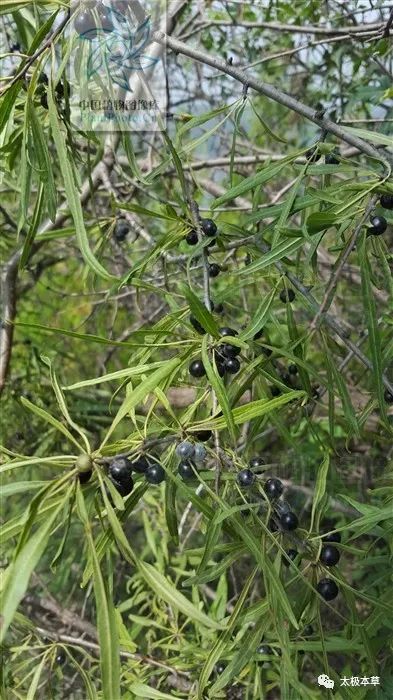 别名茶叶树,黑格兰,家茶分布于华北及陕西,甘肃,青海.