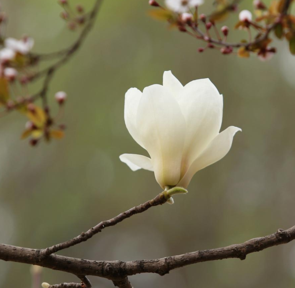 詩詞鑑賞雨水遇見美麗的玉蘭花嬌豔欲滴春意濃