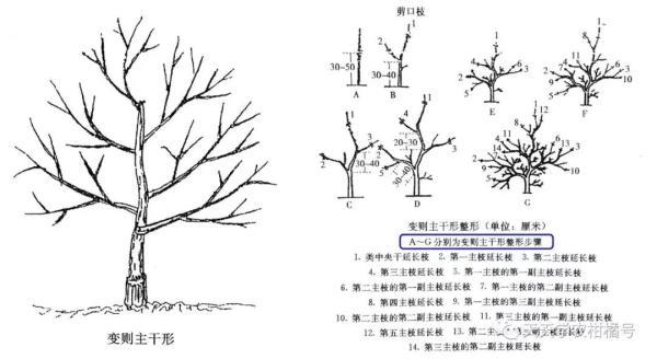 柑橘春梢在冬季如何修剪?