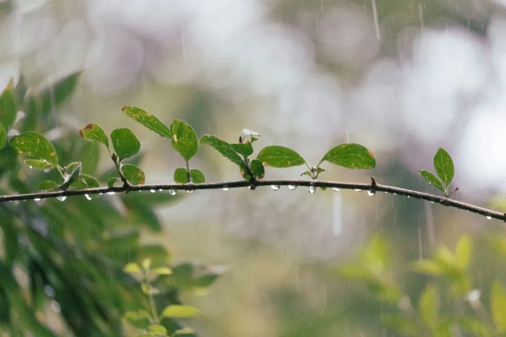 百秒易養生健康你我行雨水節氣這些藥膳記得吃