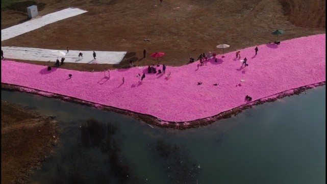 视频|成都有了火遍小红书的"粉色沙滩"