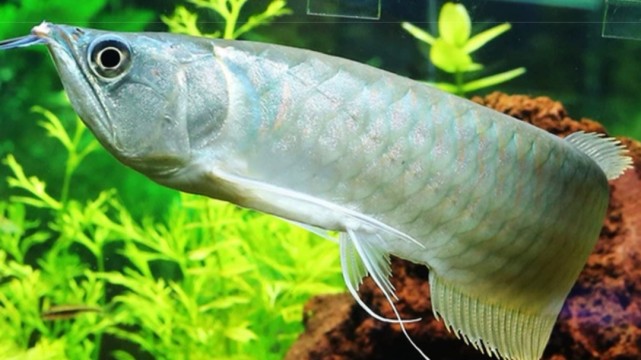 我家年夜饭之龙鱼烧豆腐