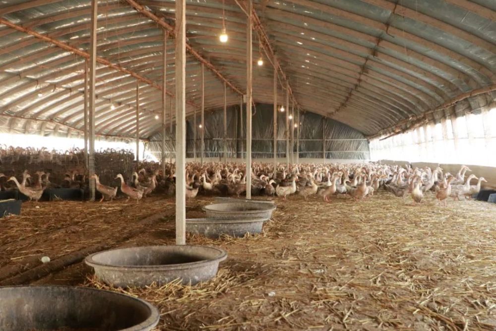 宇康蛋鸭养殖厂喂养有10万只蛋鸭,每个鸭棚3000多只.