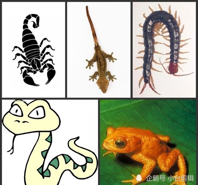 大都集中在节肢动物门(蜈蚣,蝎子),两栖纲(箭毒蛙,蟾蜍),爬行纲(毒蛇)