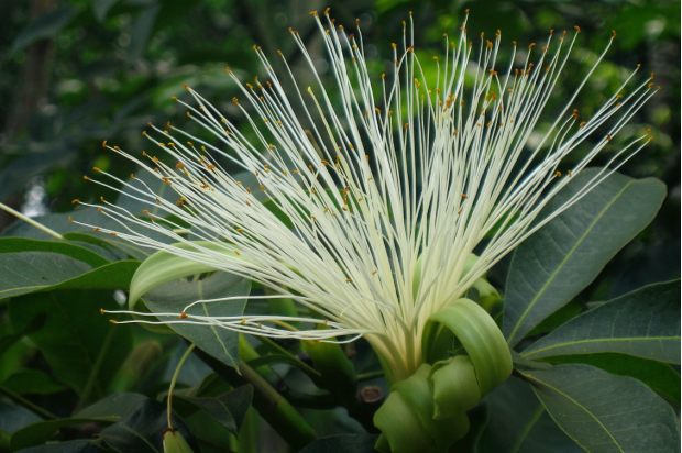 荒野维生野菜系列——马拉巴栗