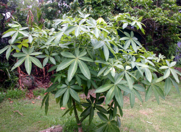 荒野维生野菜系列—马拉巴栗