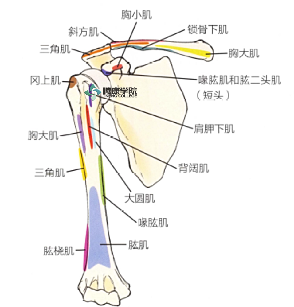 针对肩锁韧带在由前向后的平面上进行来