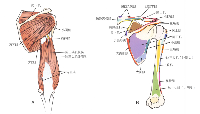 a.后部肩袖,肱三头肌和桡神经;b.