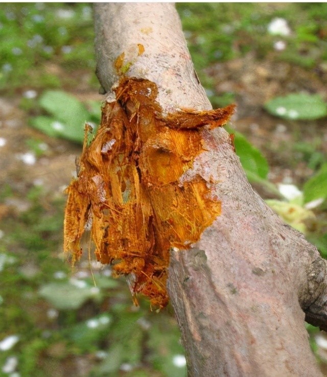 蘋果腐爛病範圍廣,難根治,複發率高,如何正確防治保豐收?