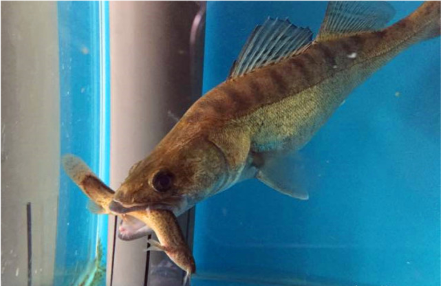 黄河出现凶猛小狗鱼会不会泛滥成灾钓鱼人没有可能