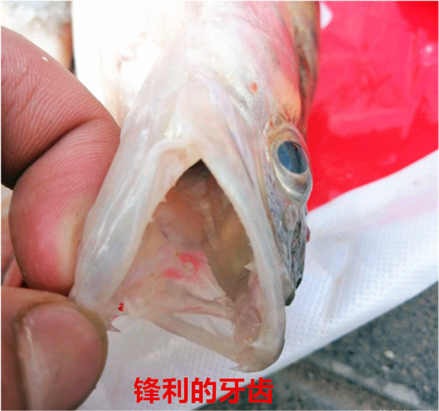 来自遥远他乡的梭鲈鱼之所以被称为"小狗鱼",除了身
