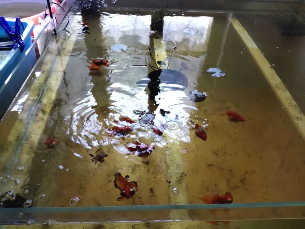 只要鱼缸里发现死鱼,新鱼友就是各种折腾