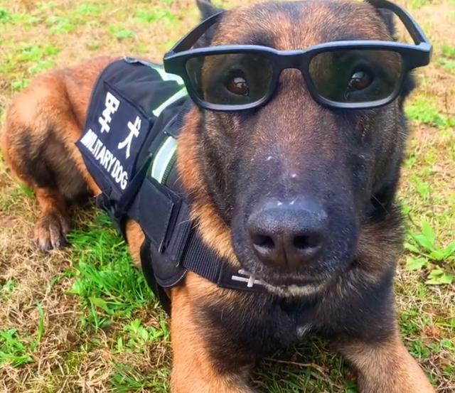 警犬也过年,狗子们穿新衣,贴对联,吃肉肉,它们笑的太甜了_腾讯新闻