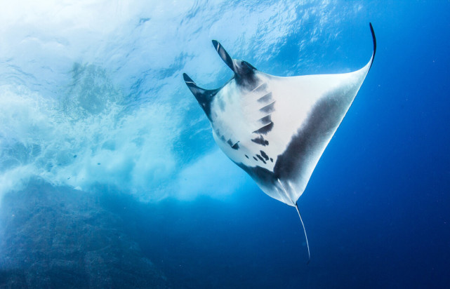 而是在几个世纪以前人们就单纯地认为蝠鲼的鳃耙对人身体有益,这才是