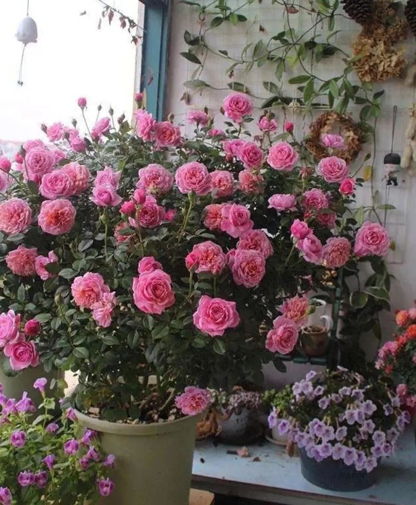 二月里的月季苏醒,发出了小嫩芽,你得助它实现"复苏计划"!