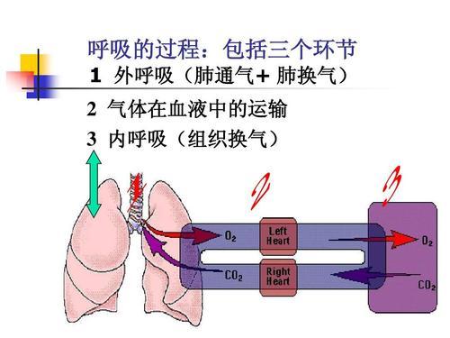 憋气|憋气时间越长，说明肺功能越好吗？如何判断肺功能好坏