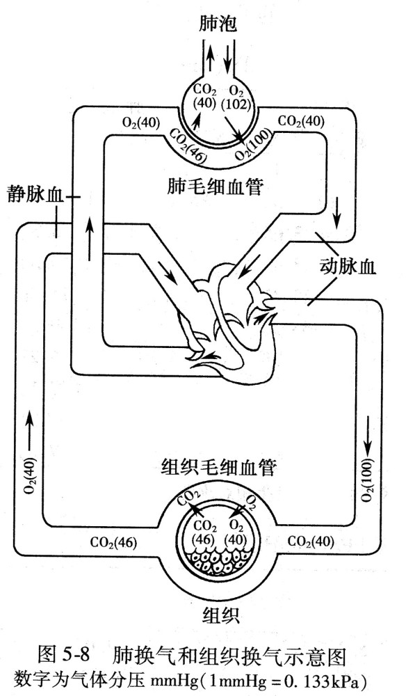 憋气|憋气时间越长，说明肺功能越好吗？如何判断肺功能好坏