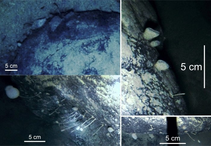 科学家|科学家沸腾了！在发现古代生命迹象后，南极冰层下又发现不明生物