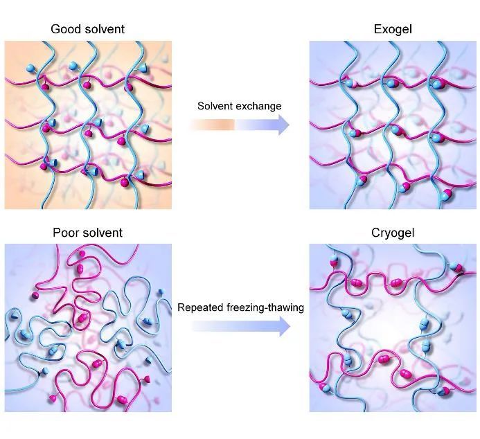 水凝胶|抗溶胀强韧水凝胶构筑新策略