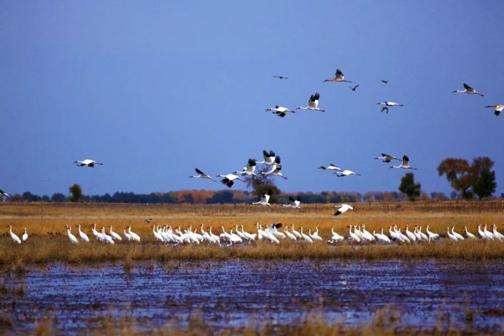 如荫,鹤舞莺歌,鸟语花香,环境清幽,风光绝美,是鸟类天堂,白鹤的故乡