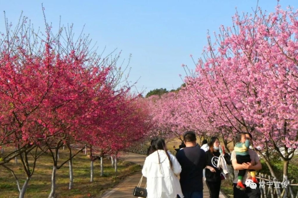 常宁:樱花正烂漫!_腾讯新闻