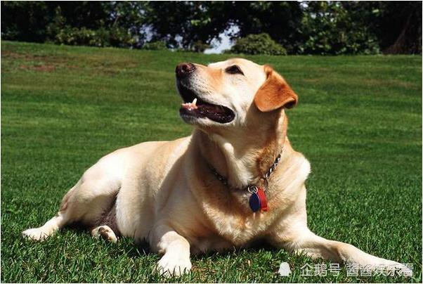 生肖狗 2月号这个大贵人主动登门帮你 一定要好好珍惜 腾讯新闻