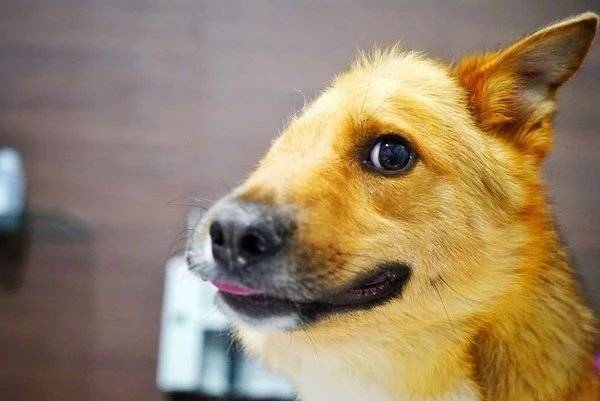 流浪狗被人用铁锹削掉半张脸……好心人伸出援手拒绝安乐死!_腾讯新闻