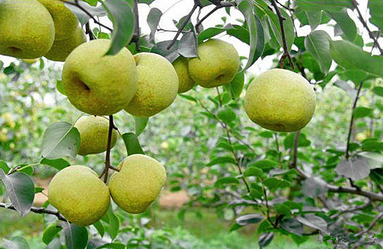 酥梨|酥梨优质高产栽培7字歌，通俗易懂实用性强