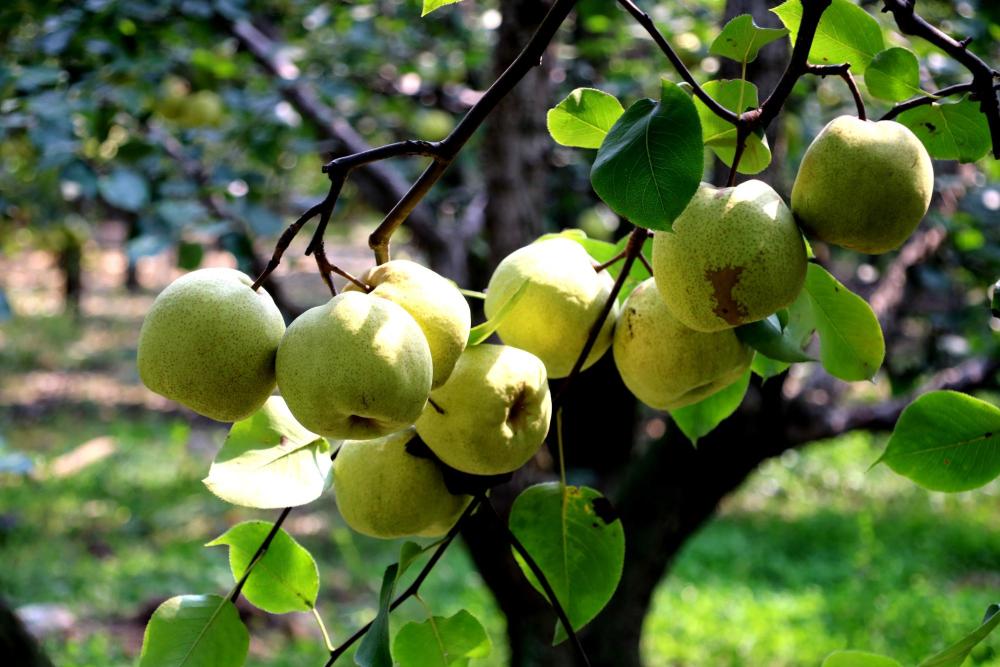 酥梨|酥梨优质高产栽培7字歌，通俗易懂实用性强