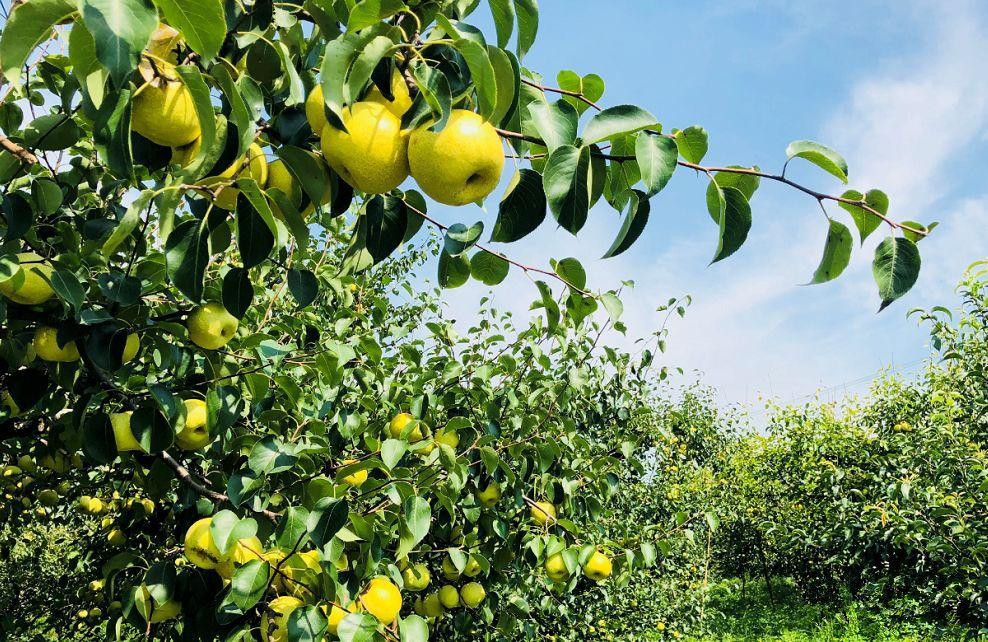 酥梨|酥梨优质高产栽培7字歌，通俗易懂实用性强