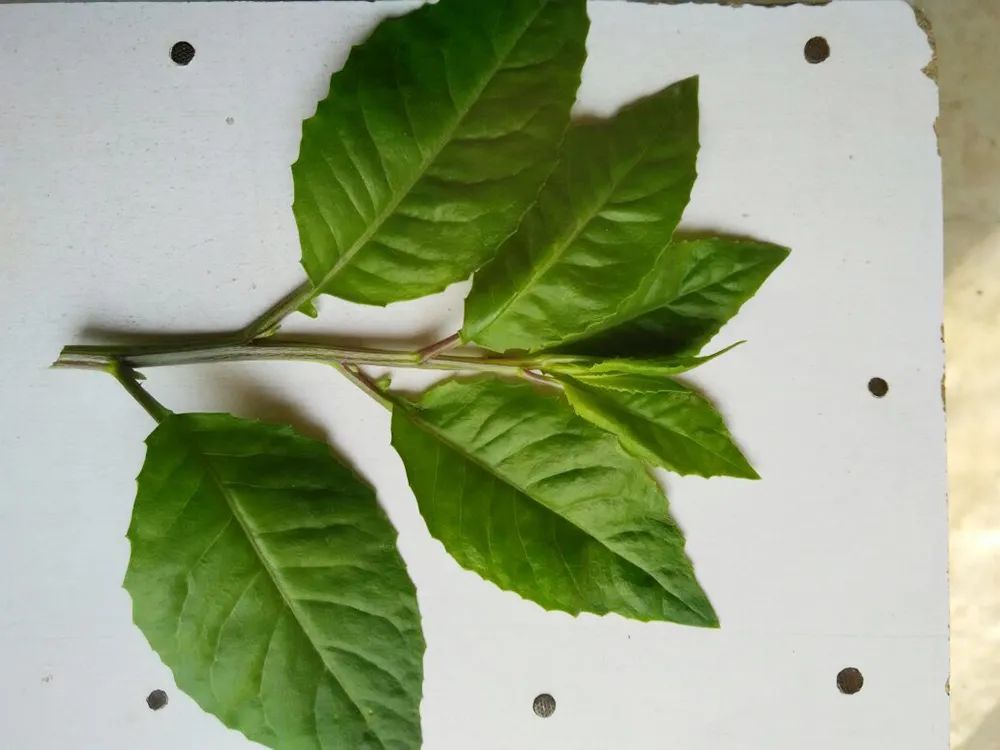 白菜|与白菜一字之差，被誉为“神仙救命菜”，价值很高，但也很危险