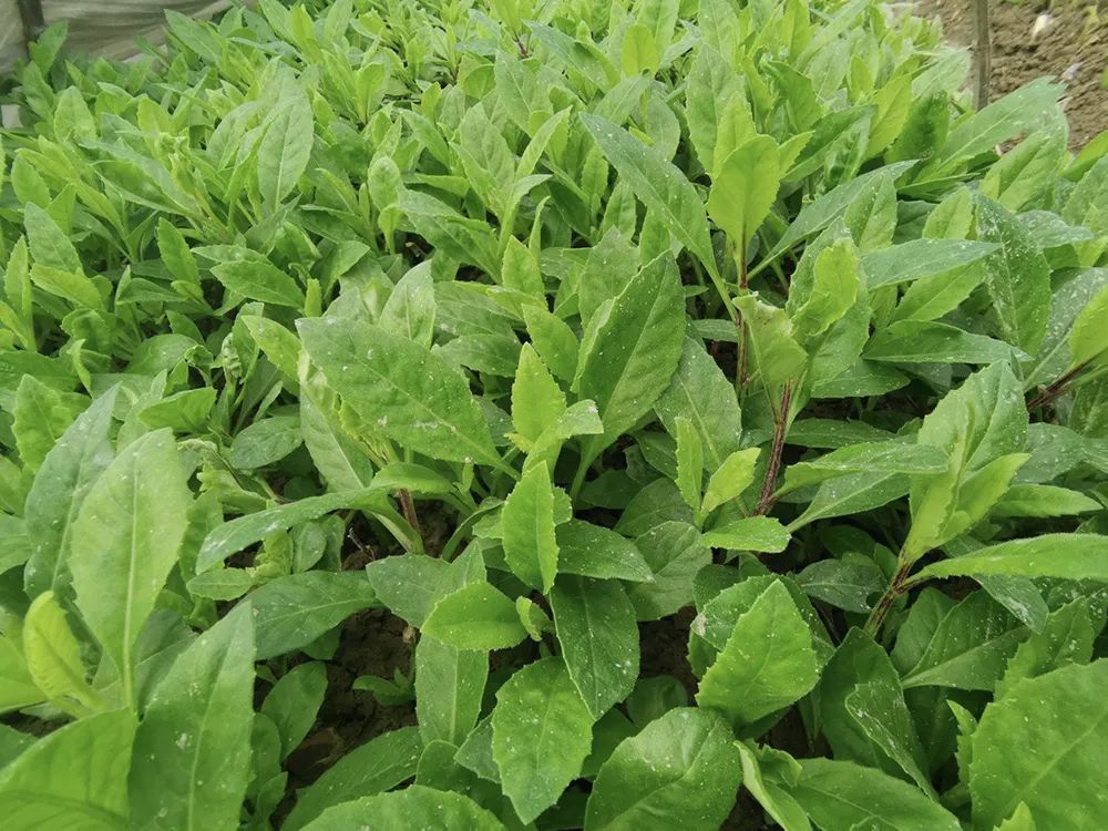 白菜|与白菜一字之差，被誉为“神仙救命菜”，价值很高，但也很危险