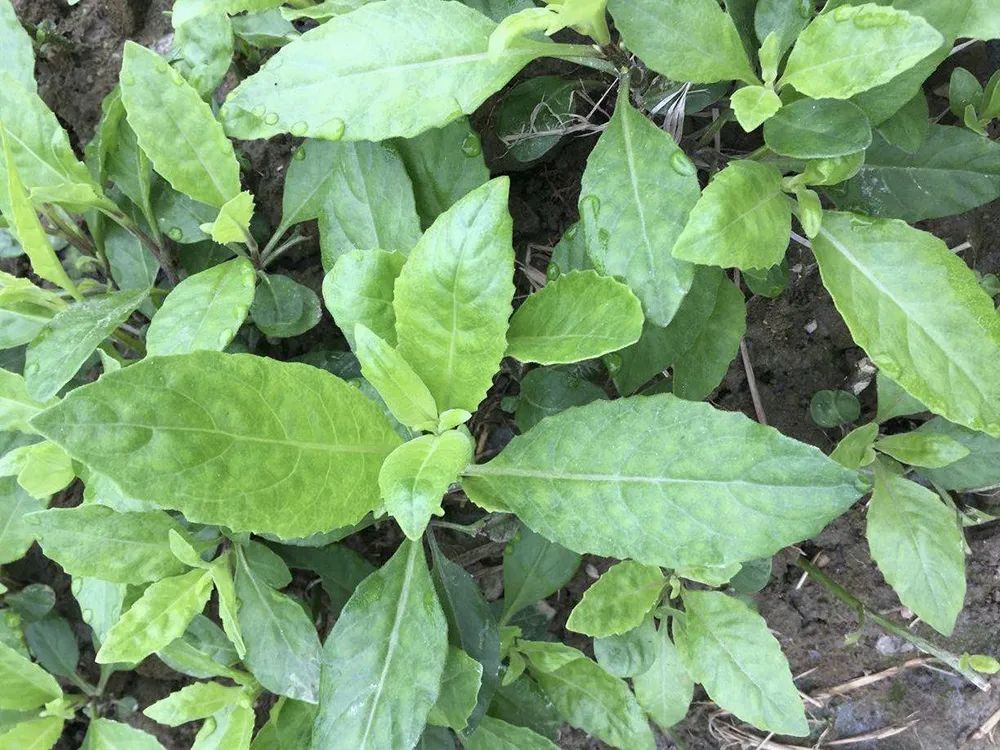 白菜|与白菜一字之差，被誉为“神仙救命菜”，价值很高，但也很危险