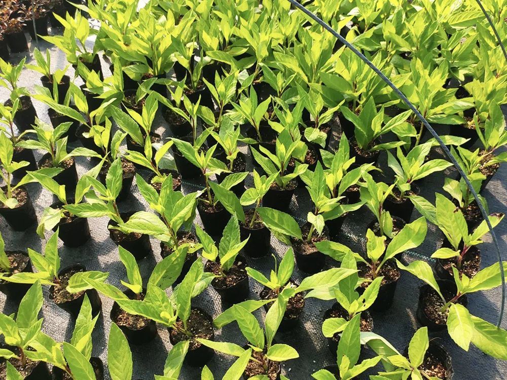 白菜|与白菜一字之差，被誉为“神仙救命菜”，价值很高，但也很危险