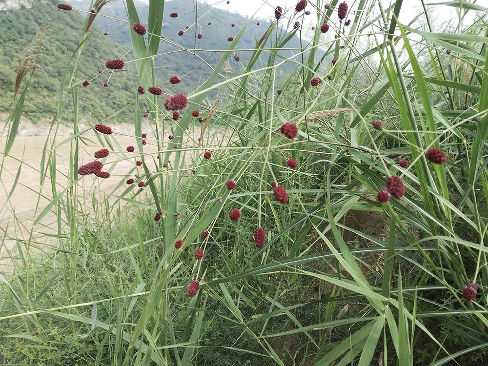 黄瓜香|俗称“黄瓜香”，做腌菜是一绝，但记住，采摘叶子就好，别挖根