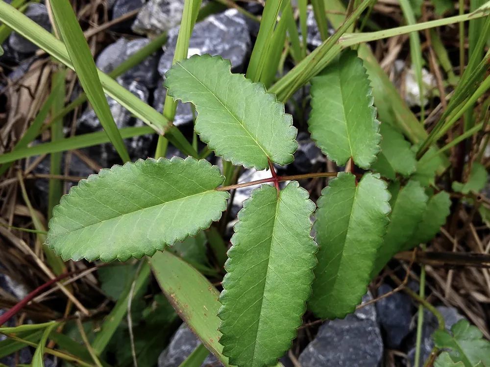 黄瓜香|俗称“黄瓜香”，做腌菜是一绝，但记住，采摘叶子就好，别挖根