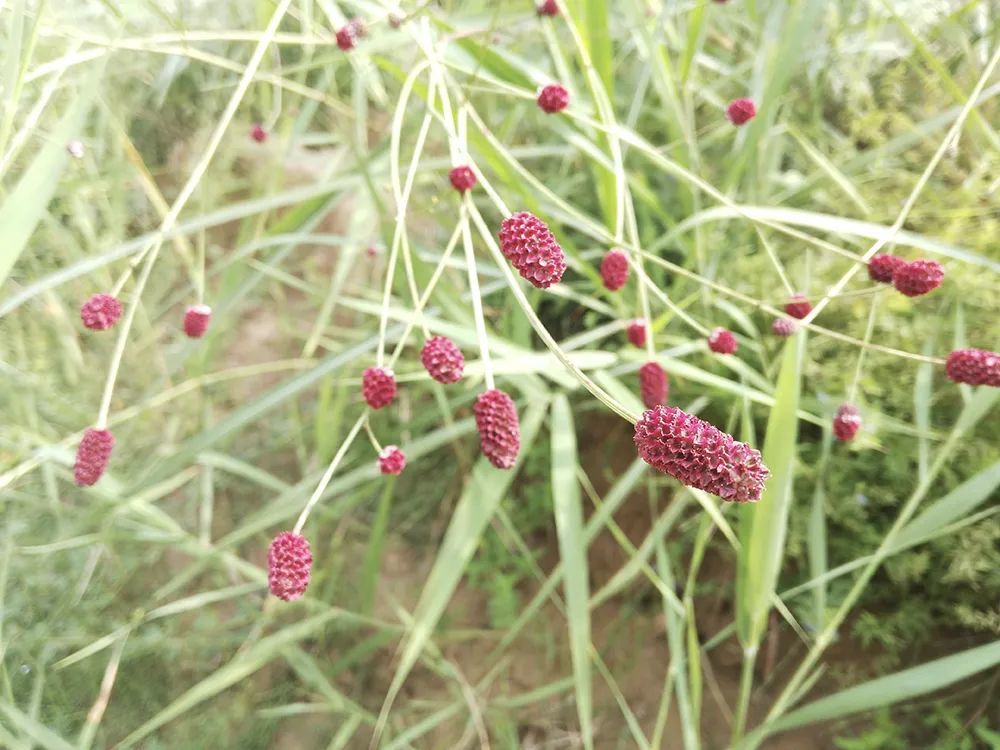 黄瓜香|俗称“黄瓜香”，做腌菜是一绝，但记住，采摘叶子就好，别挖根