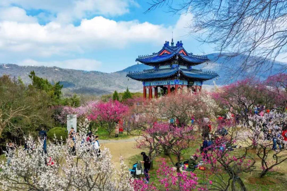 视频2021中国南京国际梅花节开幕梅花山云蒸霞蔚花海如潮五大主题活动