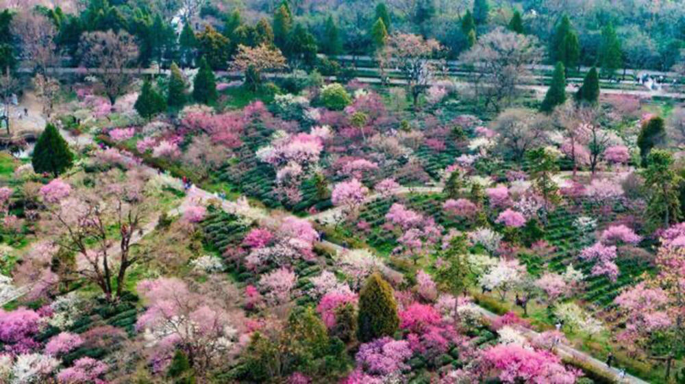 视频2021中国南京国际梅花节开幕梅花山云蒸霞蔚花海如潮五大主题活动